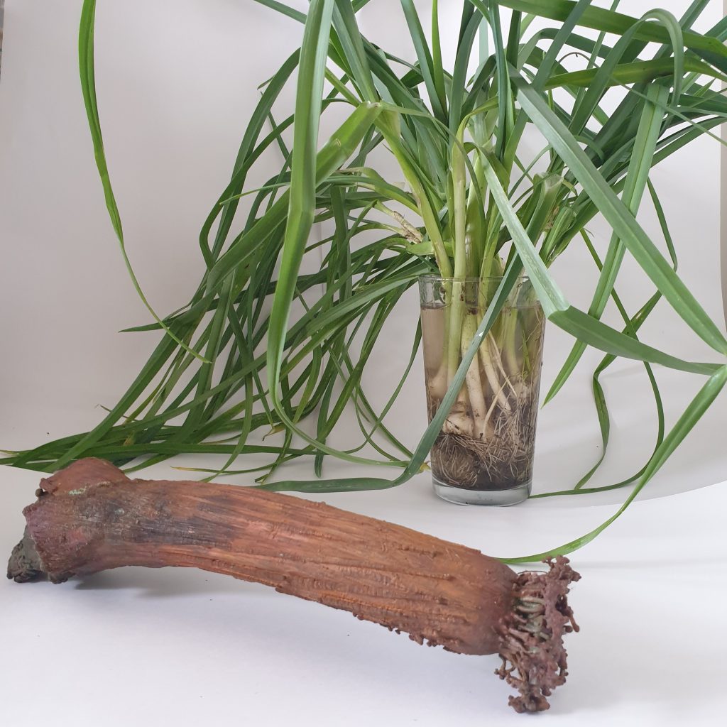 the driveway exchange - perennial leeks